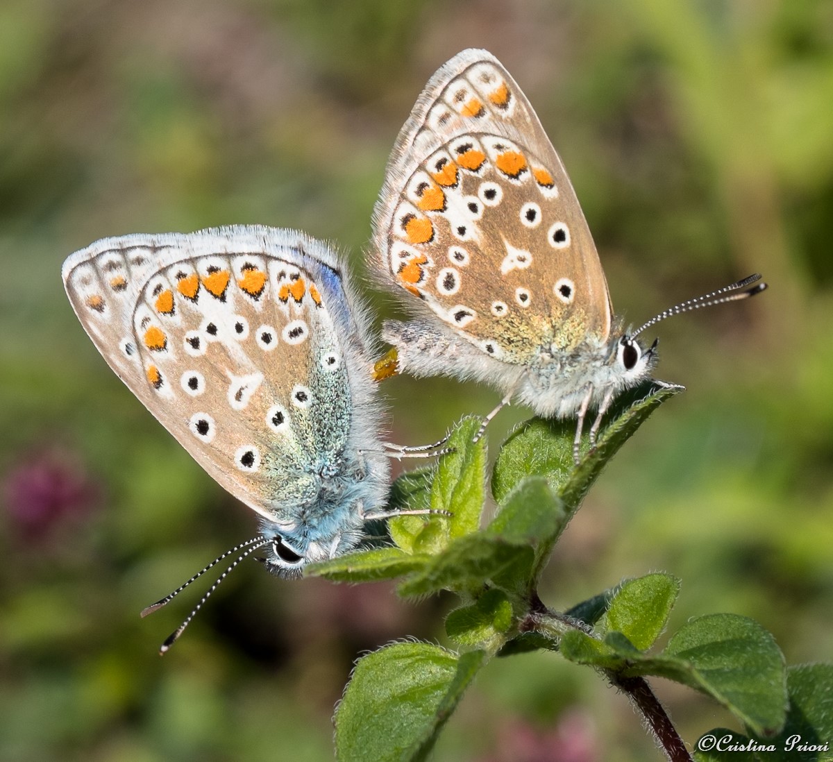 Mating couple of Chalk Hill Blue (Polyommatus coridon) at Darland Banks