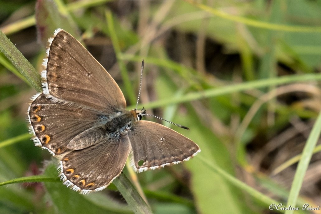 Chalk Hill Blue – female at Darland Banks