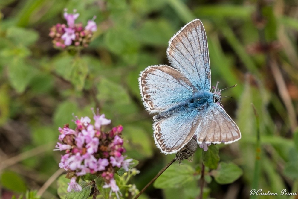 Chalk Hill Blue – male at Darland Banks