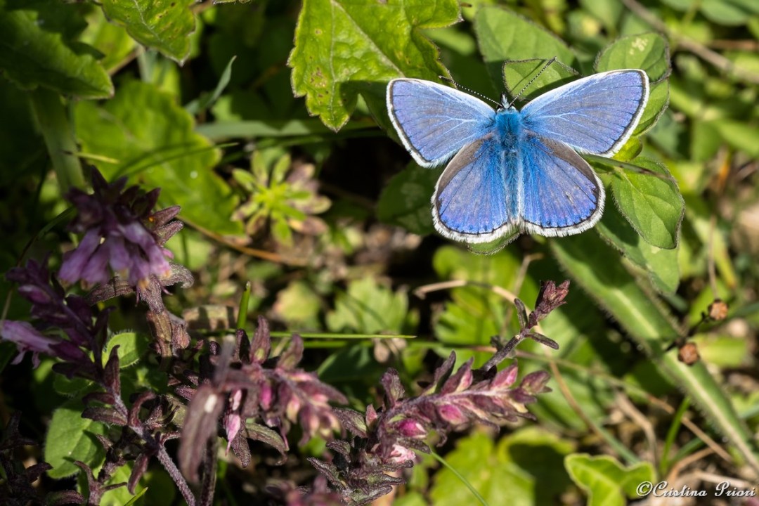 Common Blue (Polyommatus icarus) – male – at Darland Banks