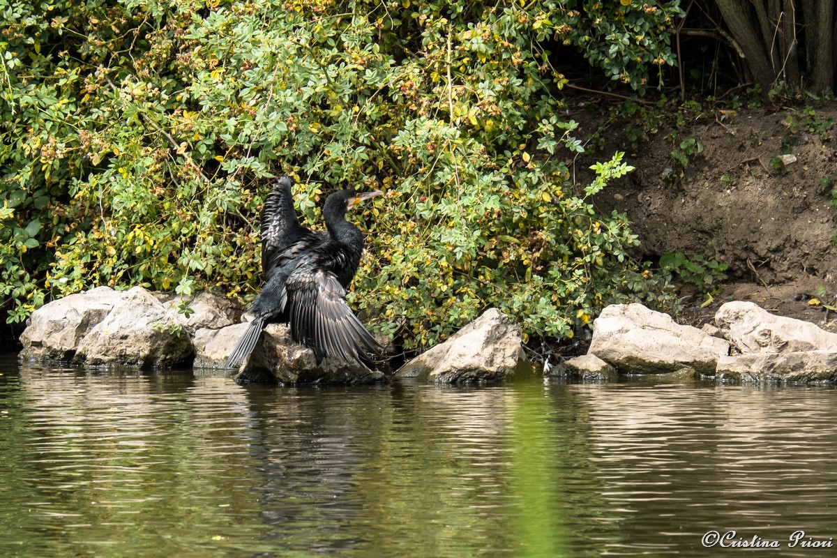 A Cormorant (Phalacrocorax carbo) with its wings held out to dry at Capstone Farm