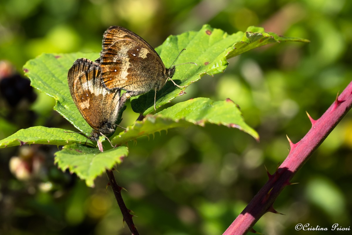 Gatekeeper (Pyronya tithonus) mating couple on a bramble leaf at Darland Banks