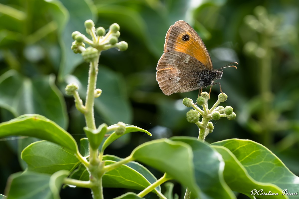 Gatekeeper (Pyronya tithonus) – underwing – resting on a ivy budding flower at Darland Banks
