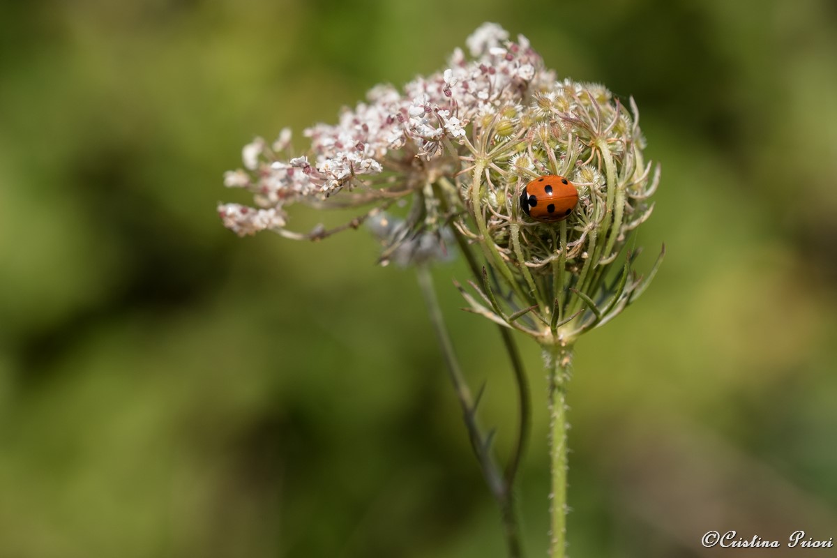 Ladybird at Riverside Country Park