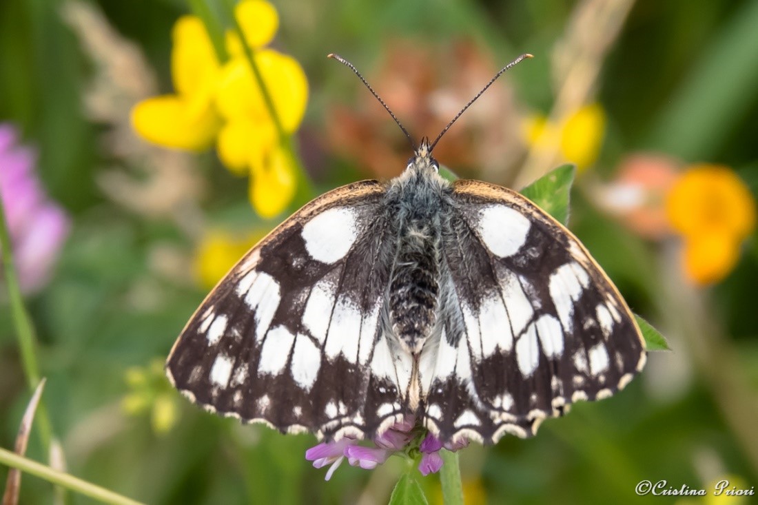 Marbled White (melanargia galathea) among flowers along the River Medway shore. The yellowish border of the forewings identifies this specimen as a female