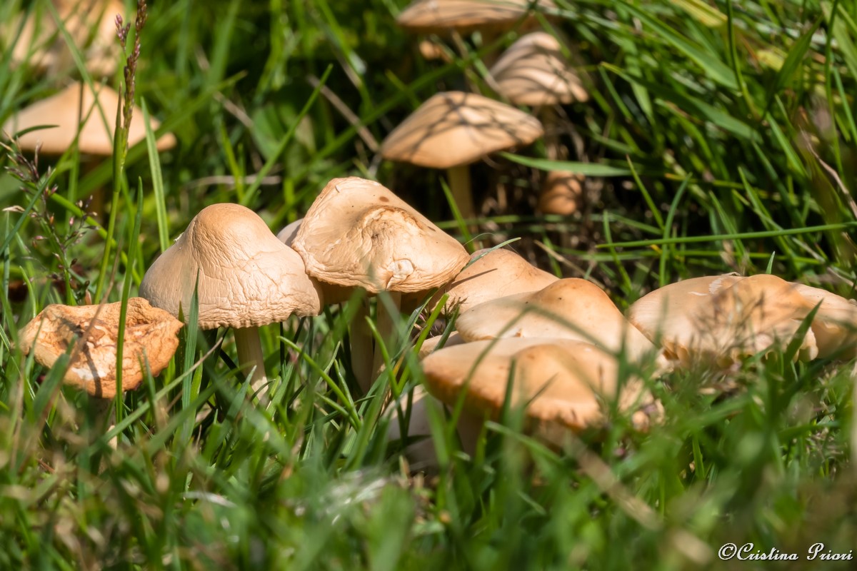 Mushrooms at Riverside Country Park