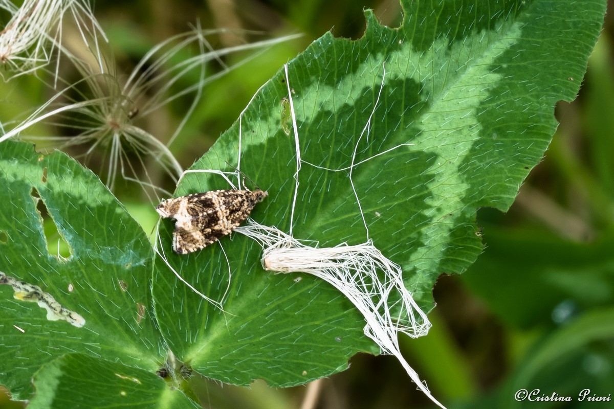 Small moth at Riverside Country Park