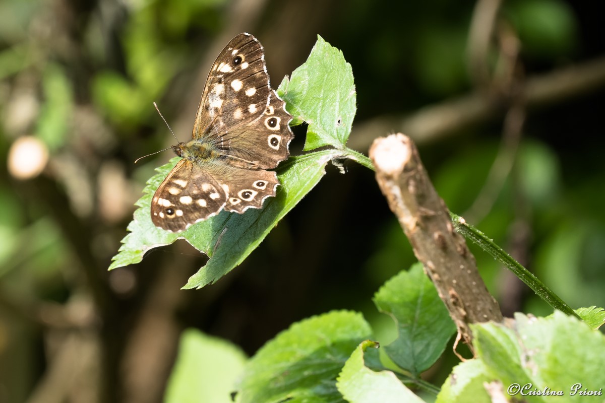 A Speckled Wood (Pararge aegeria) – upperwing –on a bramble leaf at Berengrave Nature Reserve – Rainham