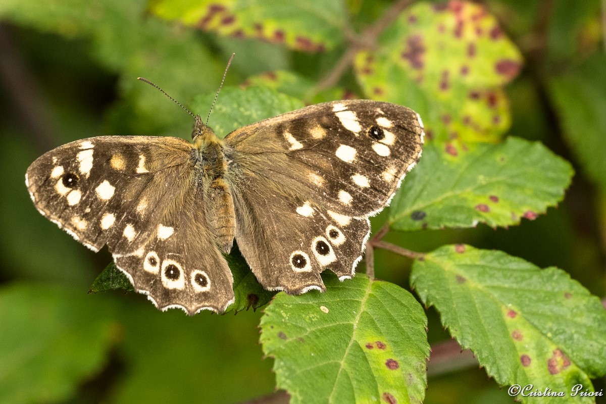 A Speckled Wood (Pararge aegeria) – upperwing –on a bramble leaf at Berengrave Nature Reserve – Rainham