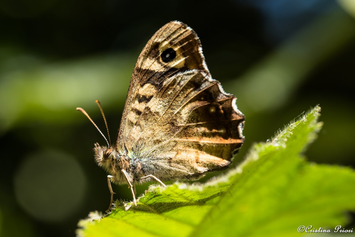 A Speckled Wood (Pararge aegeria) – underwing – perfectly posing on a bramble leaf at Berengrave Nature Reserve – Rainham