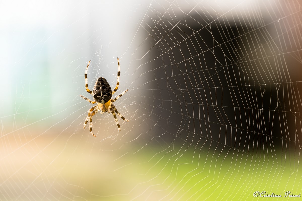A spider on its web in a private garden at Gillingham