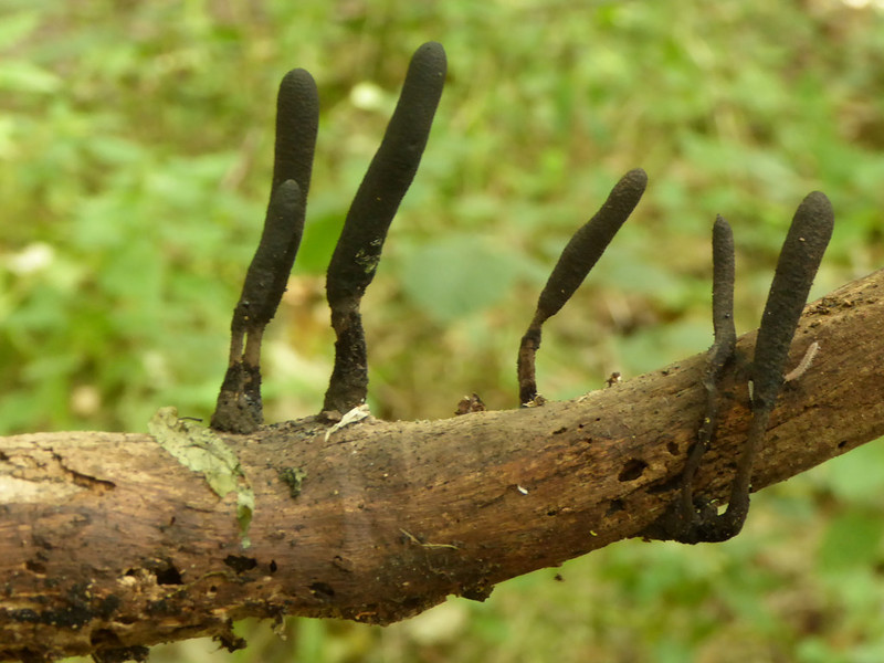 Dead Man's Fingers