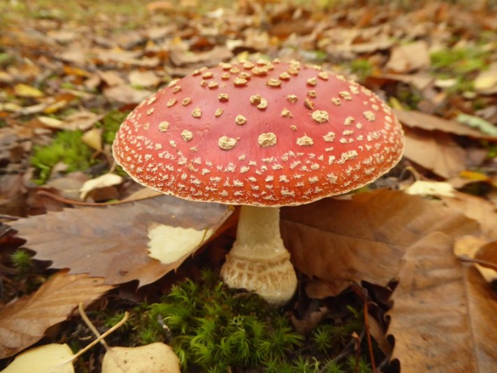 Fly Agaric