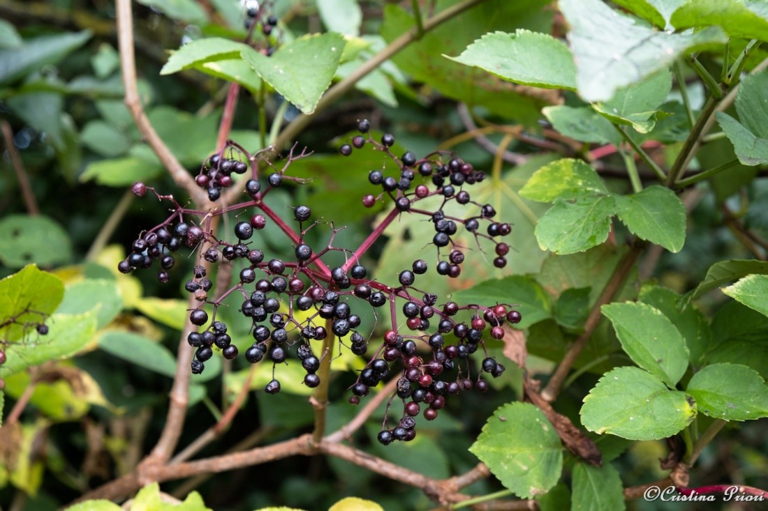 Elderberries at Riverside Country Park – not much left, though