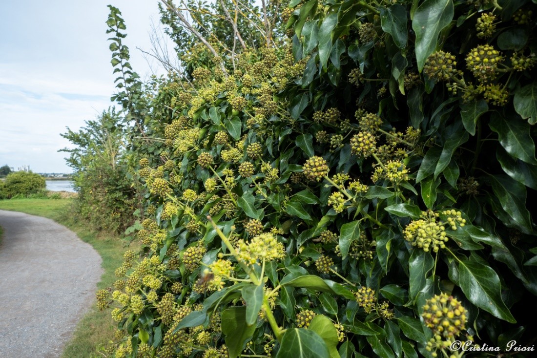 A hedgerow of ivy at Riverside Country Park