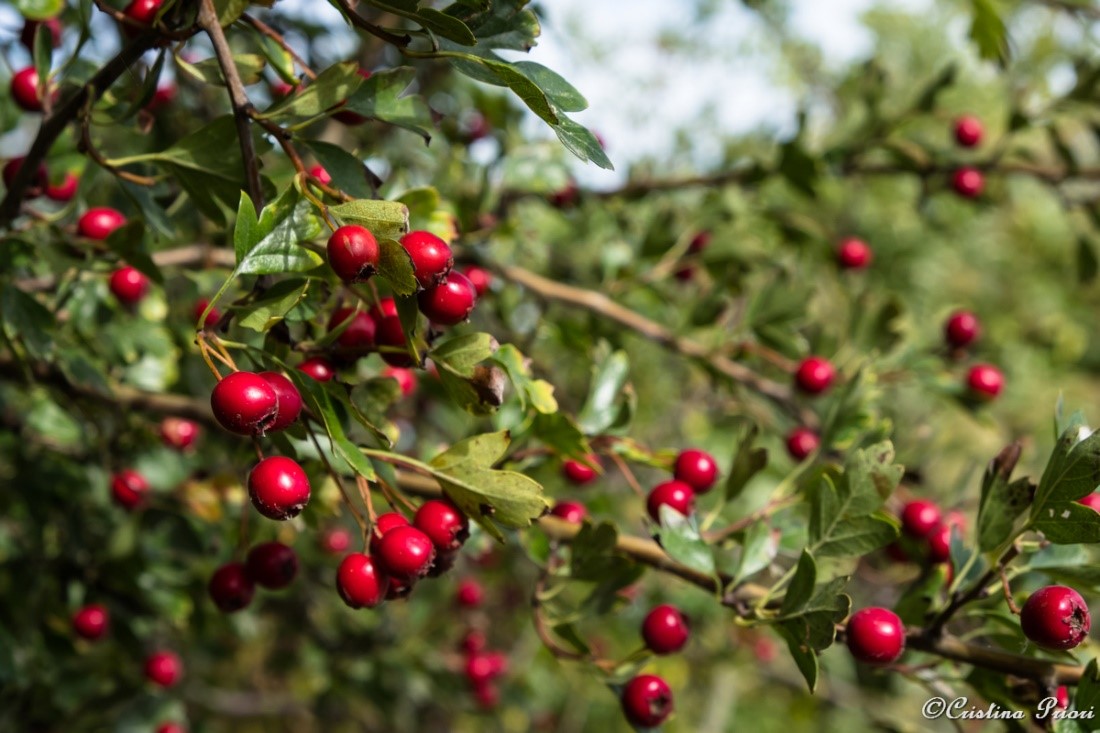 Hawthorne berries at Riverside Country Park
