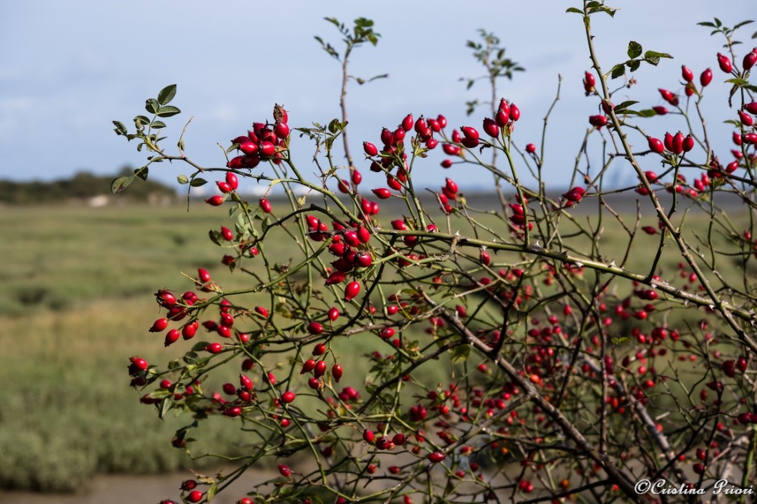 Rosehips close to Horrid Hill