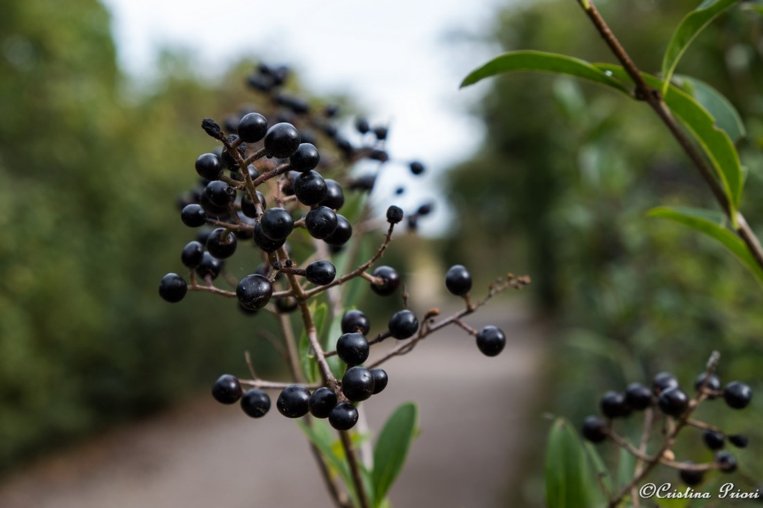 Wild privet berries at Riverside Country Park