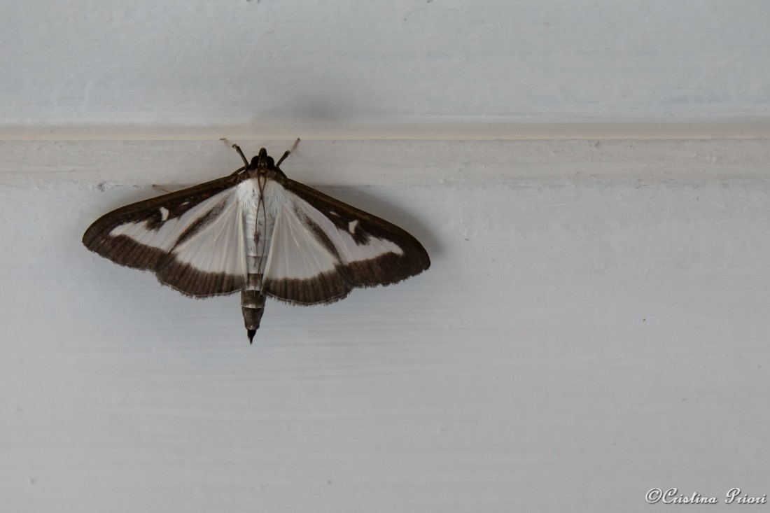 A Box-tree moth (Cydalima perspectalis) in a private house in Gillingham