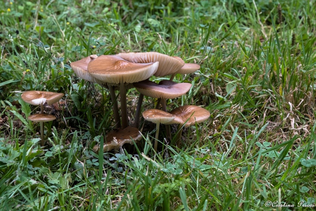 Fungi at Capstone Farm Country Park