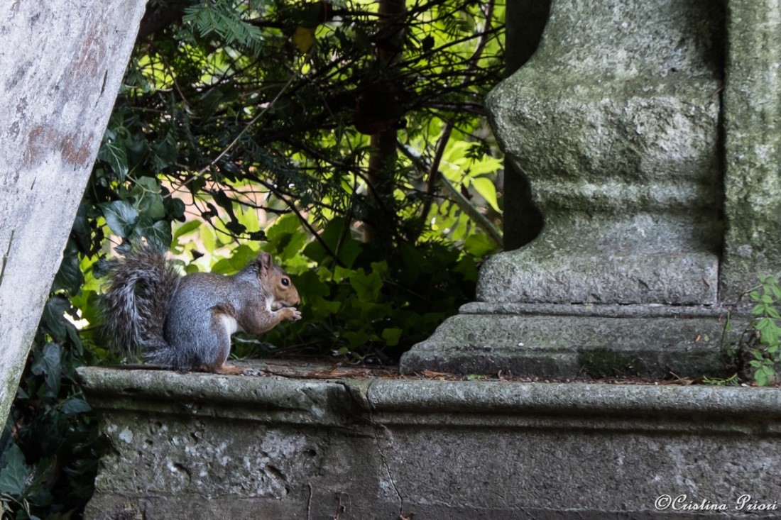 A Grey Squirrel (Sciurus carolinensis) enjoying a snack in the graveyard of St. Mary Magdalene Church
