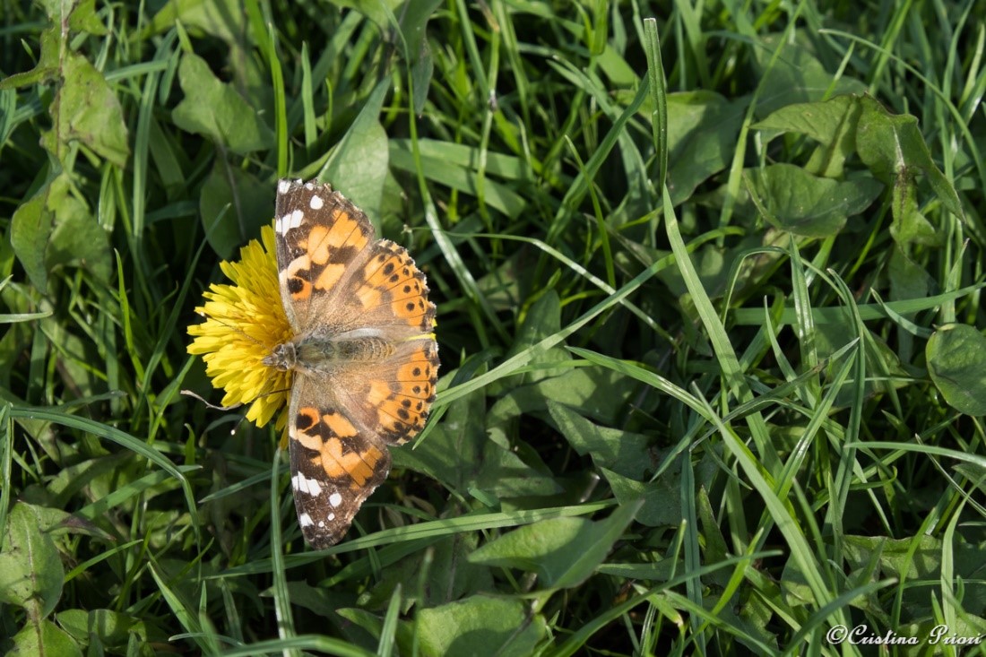 A Painted Lady (Vanessa cardui) basking in the sun on a warm day at Riverside Country Park