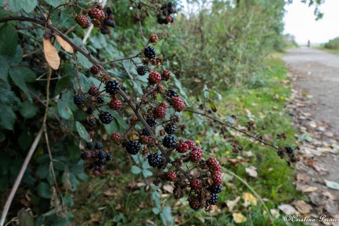 Blackberries along the main path at Riverside Country Park