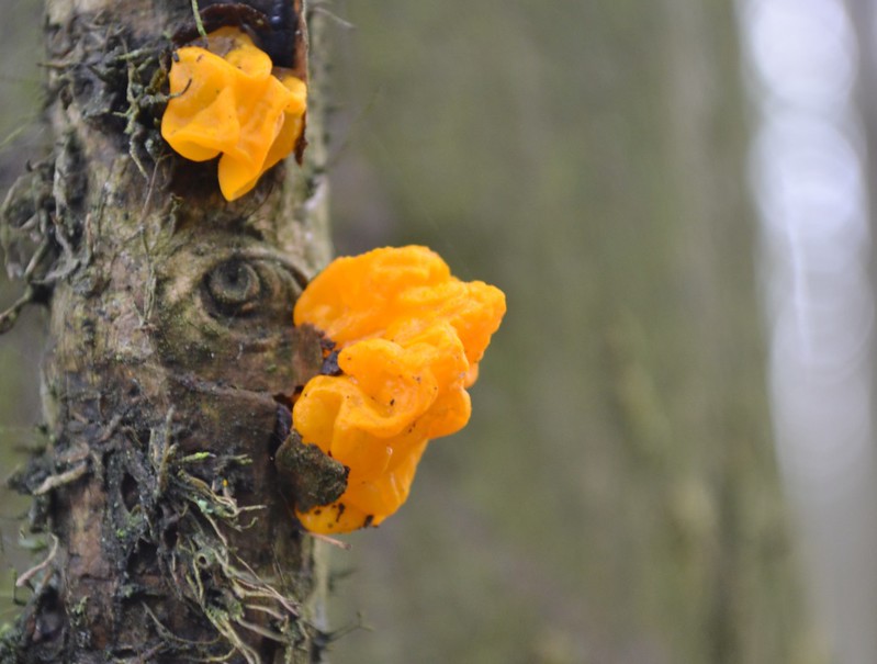 Witches Butter