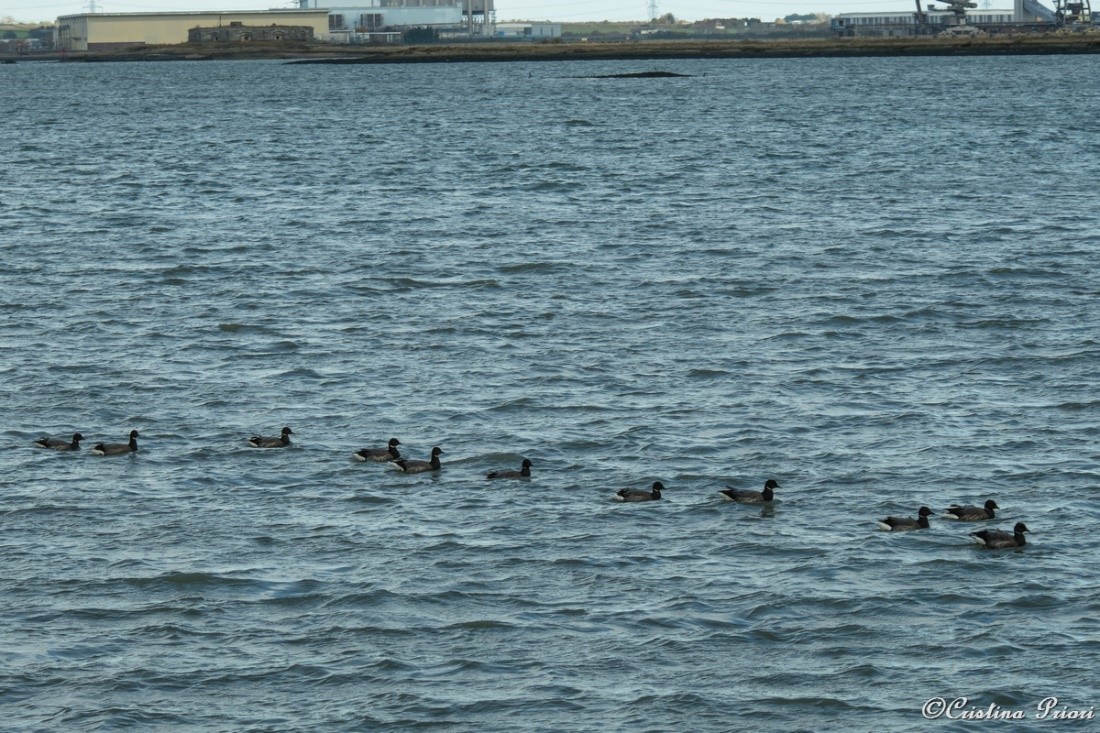 A small flock of 11 Brent geese swimming in row at Riverside Country Park