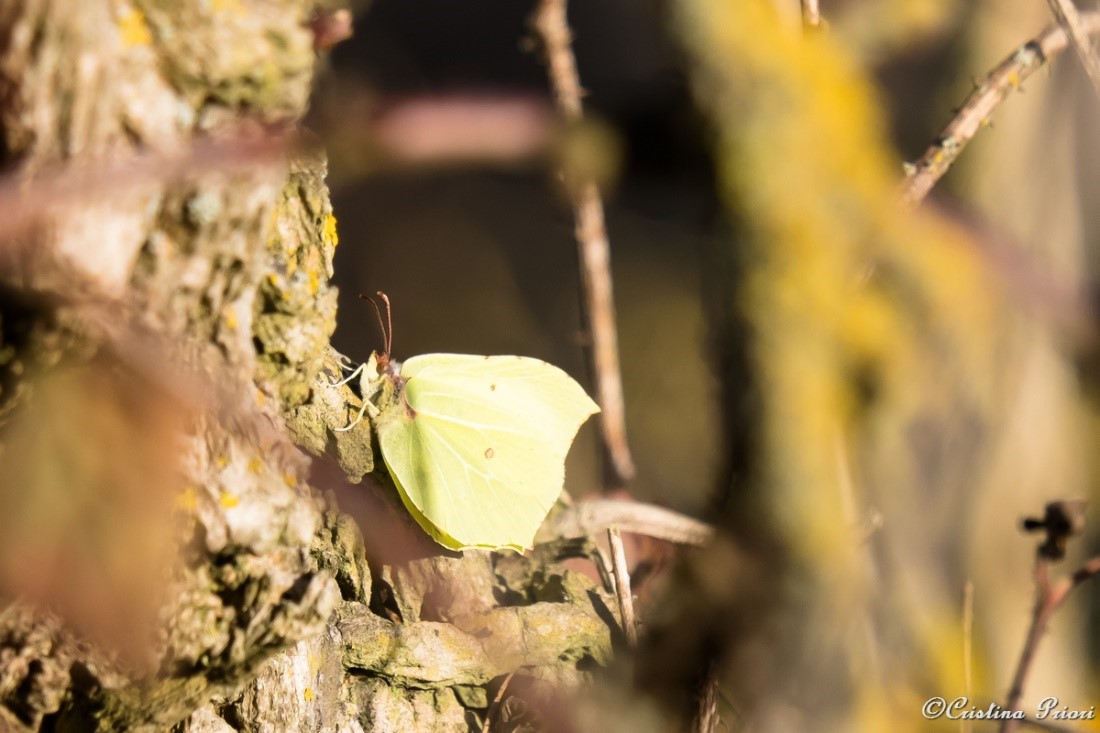 A Brimstone (Gonepteryx rhamni) warming up on a sunny day of mid-December!! They do not normally come out of hibernation until the spring!