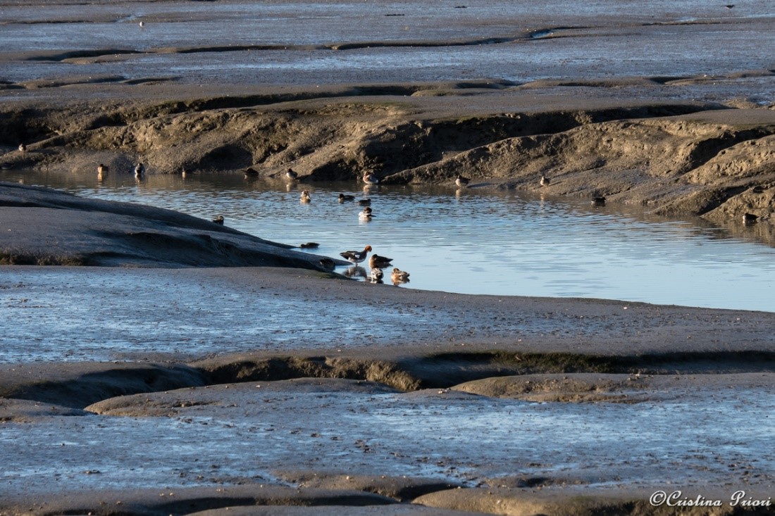 Wigeons in a pond left by the low tide at Riverside Country Park