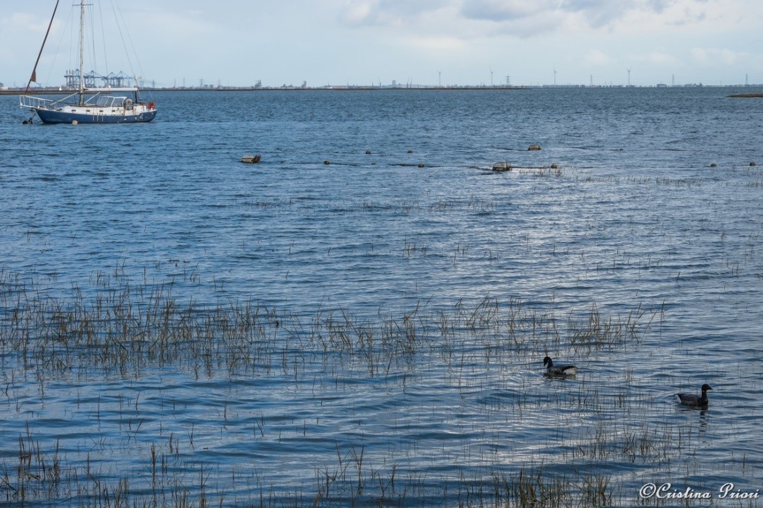 A couple of Brent geese at Riverside Country Park