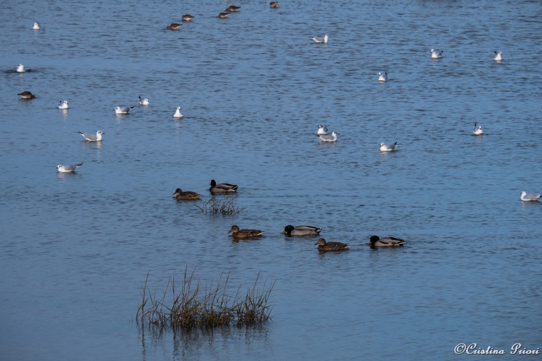 Gulls and Mallards (Anas platyrhynchos) at Riverside Country Park