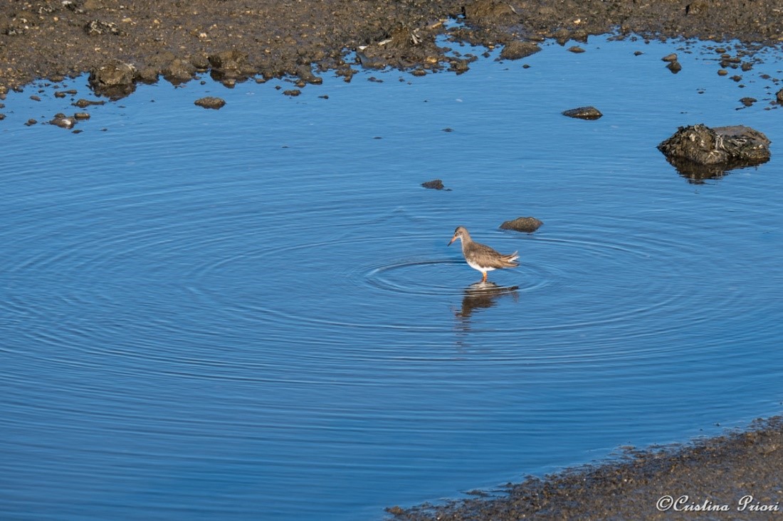 A Redshank (Tringa totanus) looking for food at Riverside Country Park, close to Motney Field