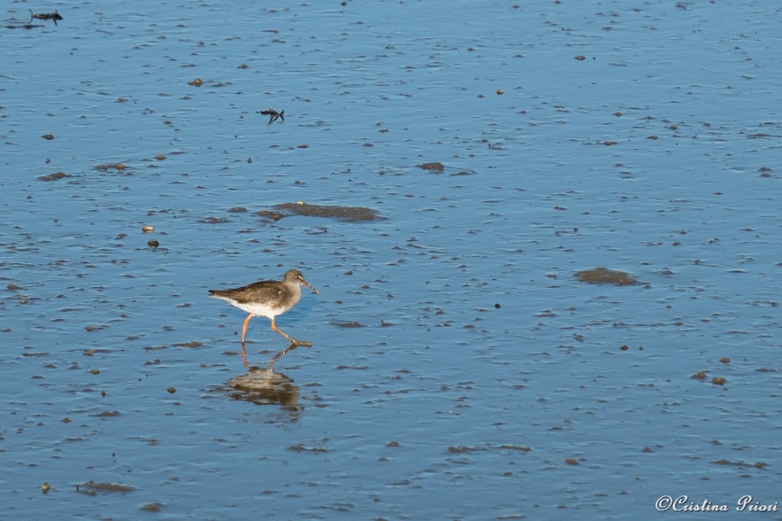 A Redshank looking for food at Riverside Country Park, close to Copperhouse Lane