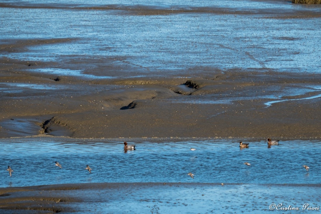 Wigeons swimming in a channel left by the low tide at Riverside Country Park