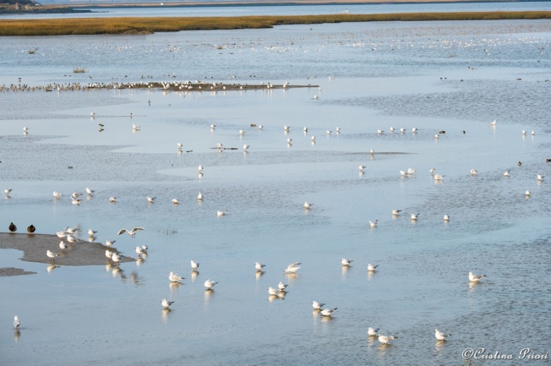Flocks of birds at Riverside Country Park