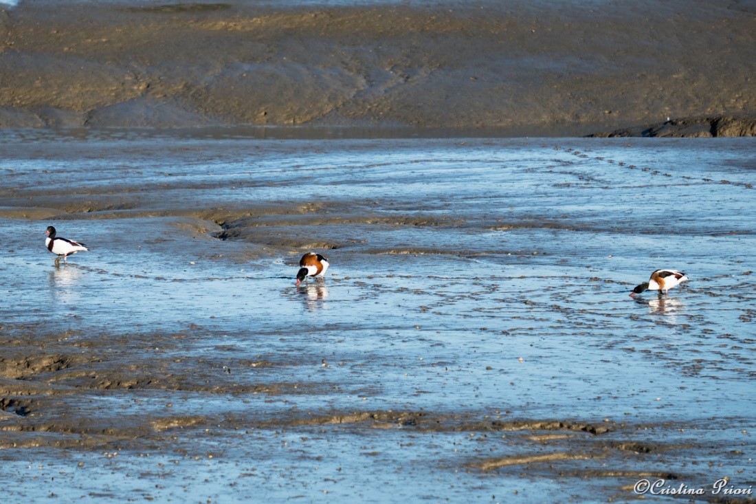 Shelducks looking for food during the low tide at Riverside Country Park