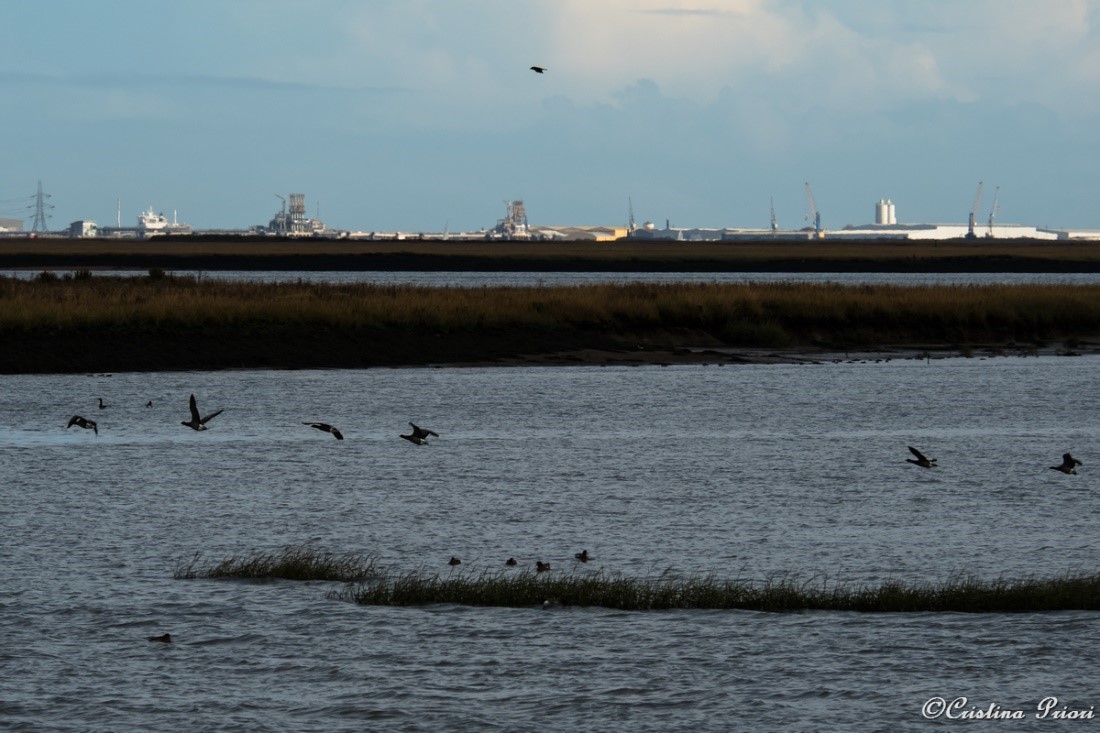 A small flock of Brent geese flying over the River Medway
