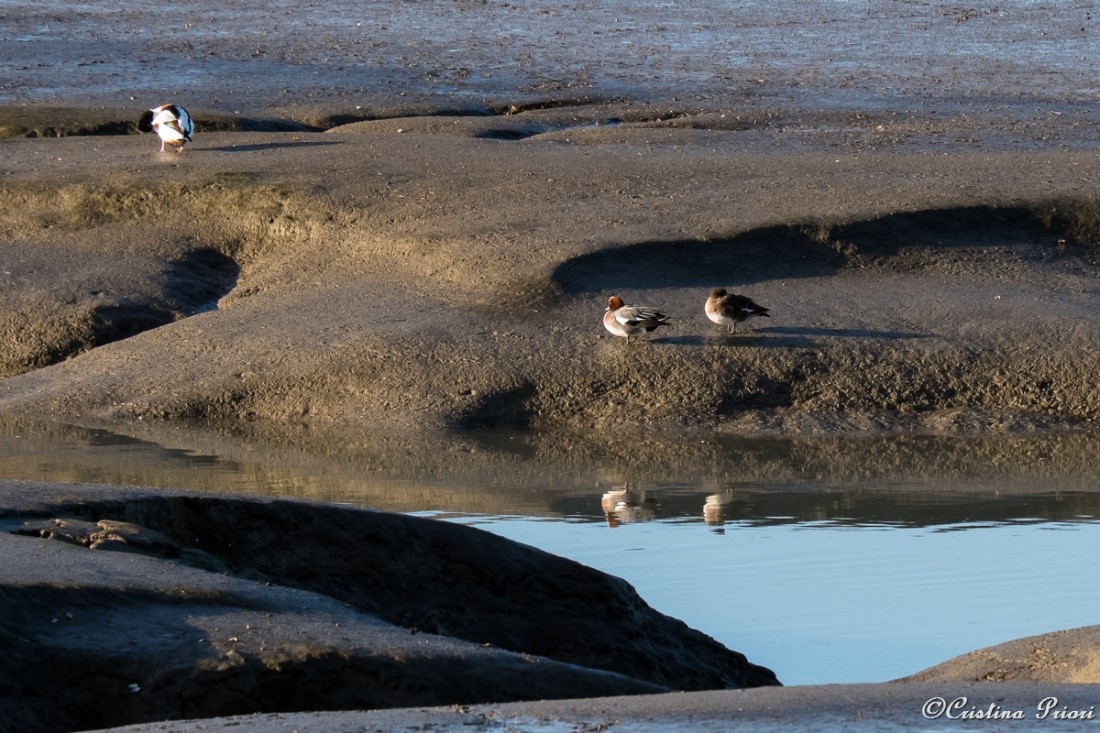 A couple of Wigeons and a Shelduck at Riverside Country Park
