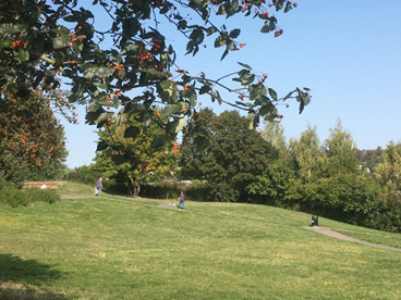 Millenium Green slope